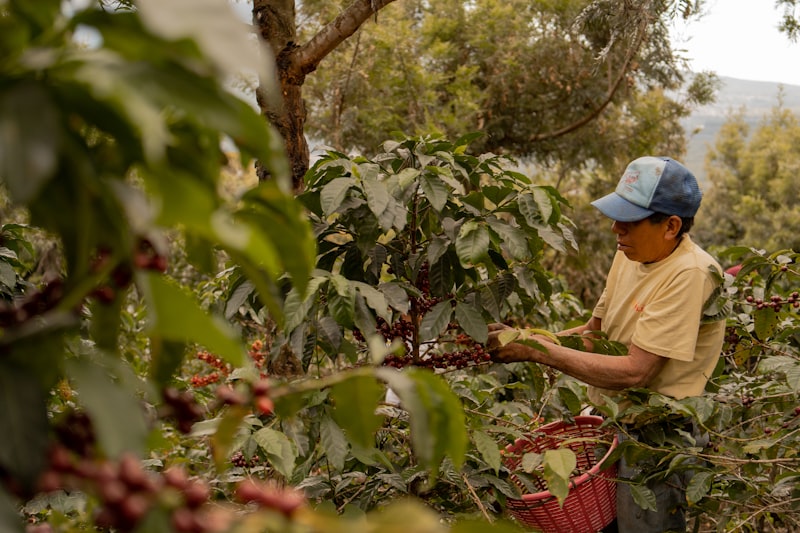 Coffee farmer harvesting ripe coffee cherries